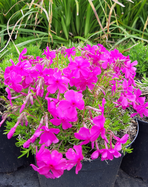 Phlox douglasii `Red Admiral`